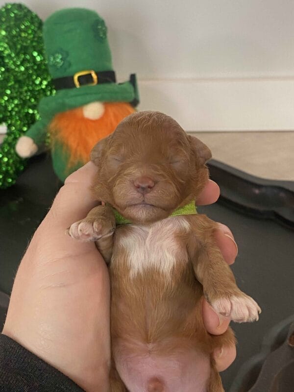Bean - Micro Labradoodle Boy - Image 3