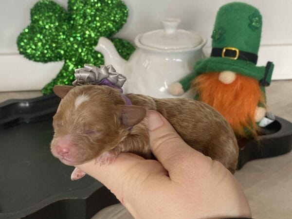 Bitty - Micro Goldendoodle Girl - Image 4