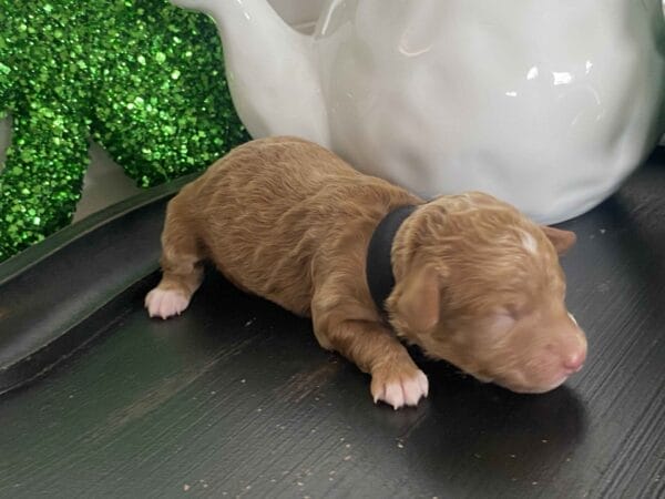 Bobble - Micro Goldendoodle Boy - Image 5