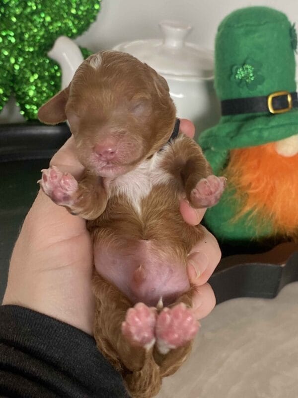 Bobble - Micro Goldendoodle Boy - Image 4