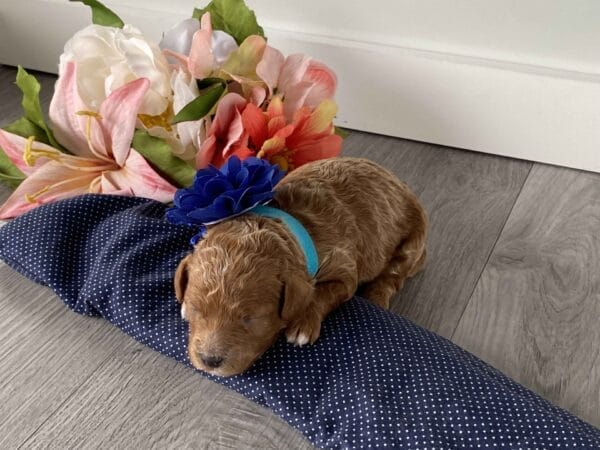Button - Micro Goldendoodle Girl - Image 9