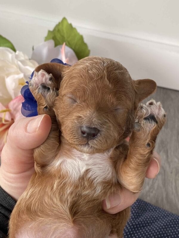 Button - Micro Goldendoodle Girl - Image 8