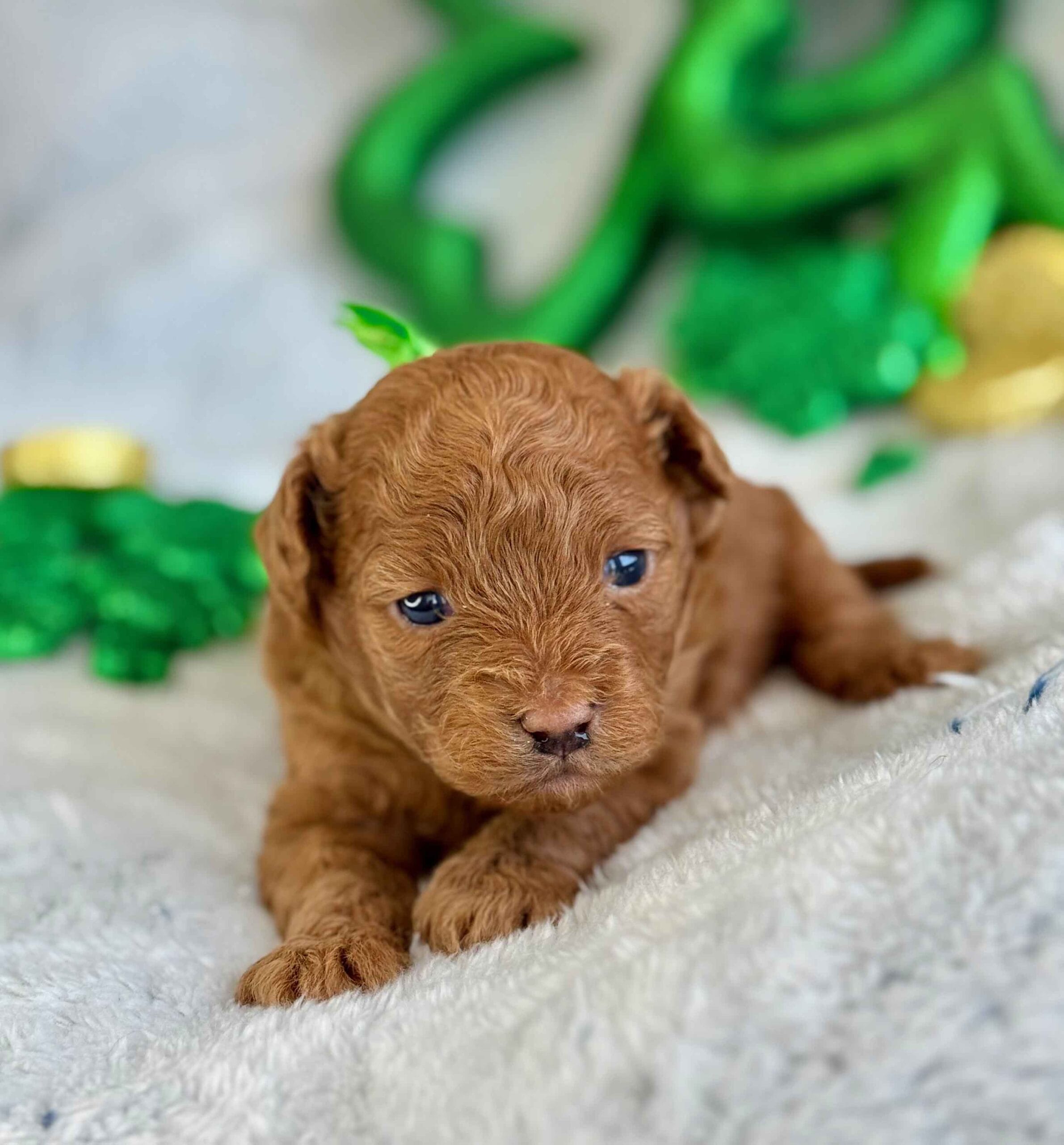 Clover - Micro Labradoodle Boy - Image 6