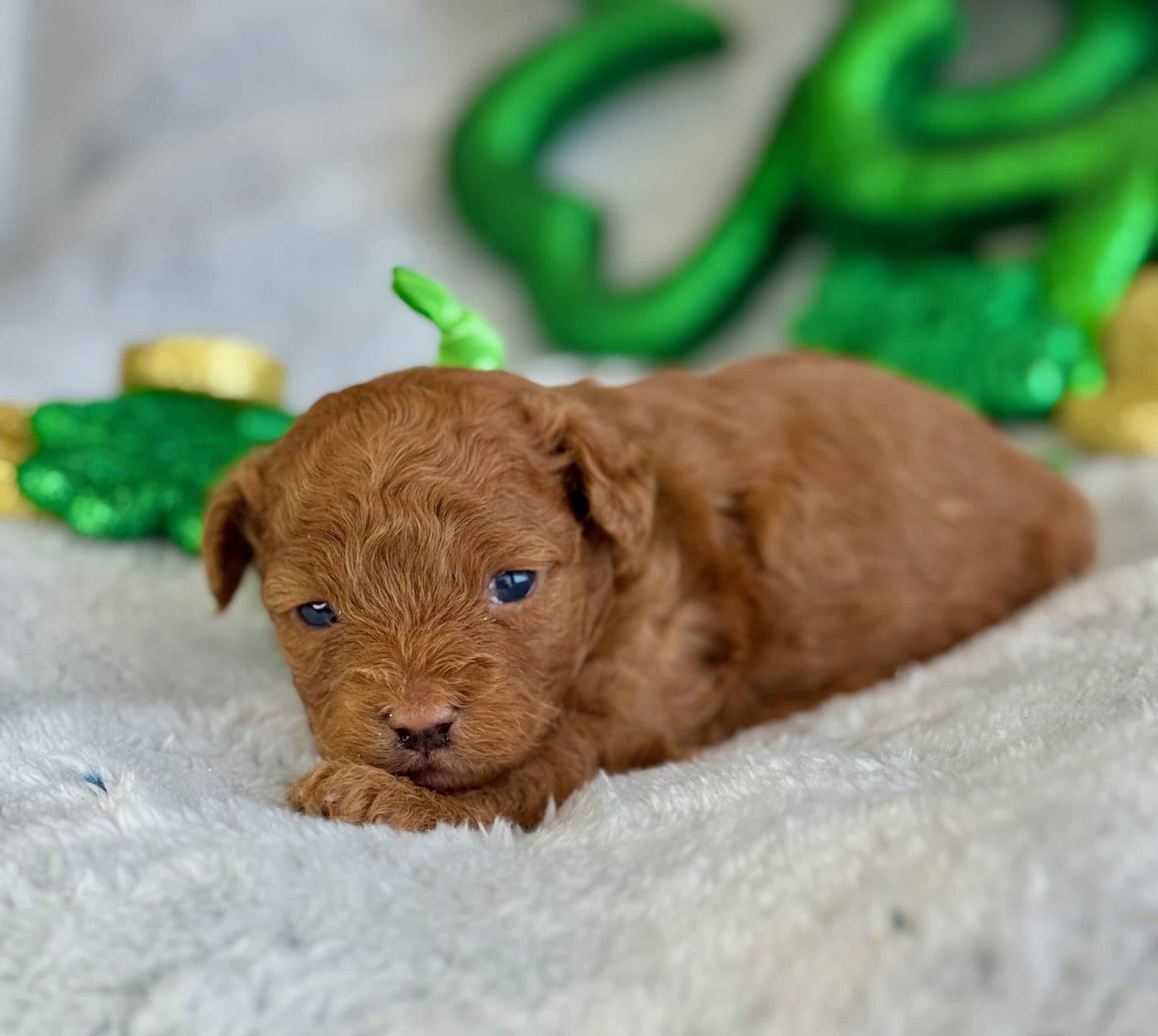 Clover - Micro Labradoodle Boy - Image 5