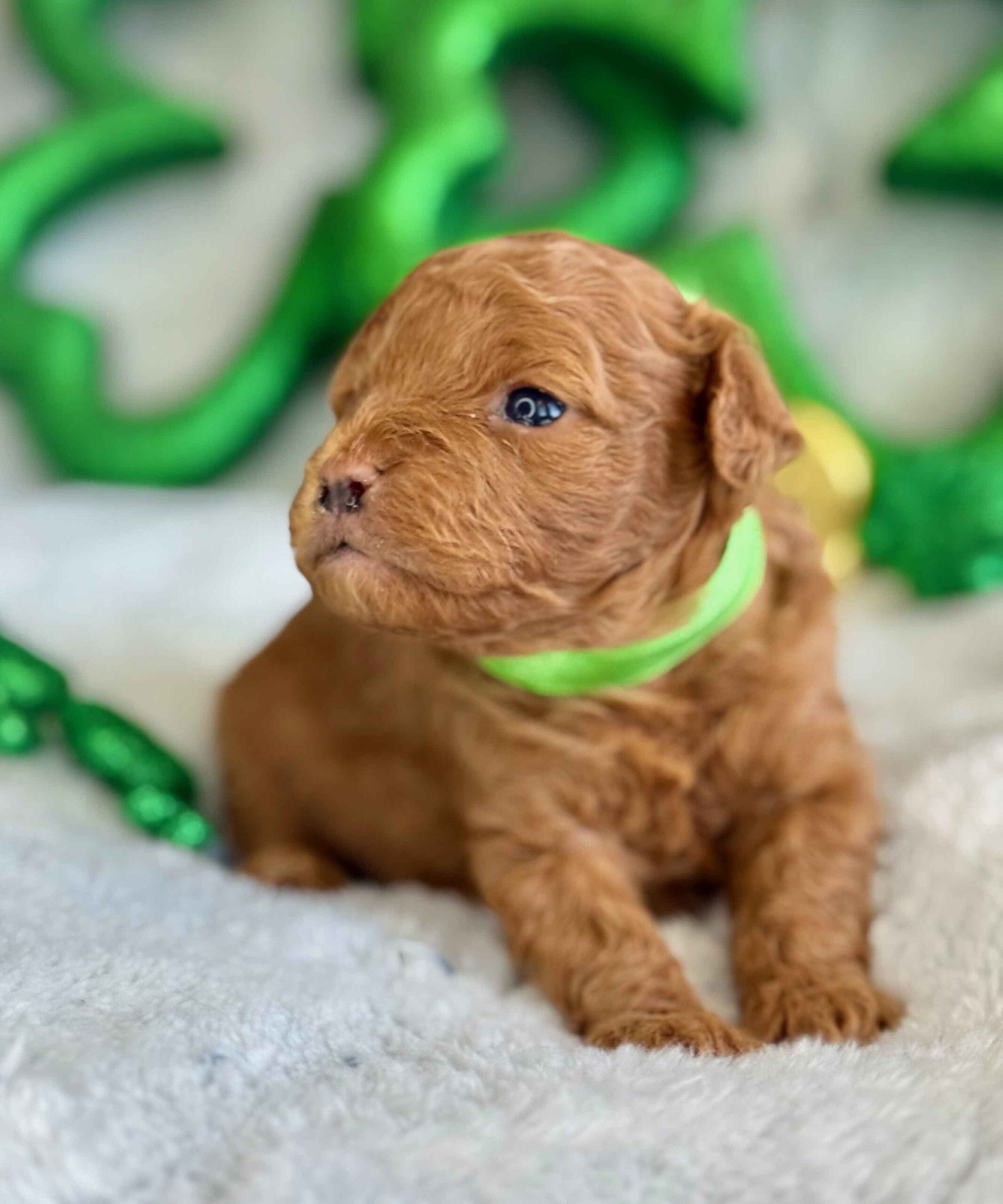 Clover - Micro Labradoodle Boy - Image 4