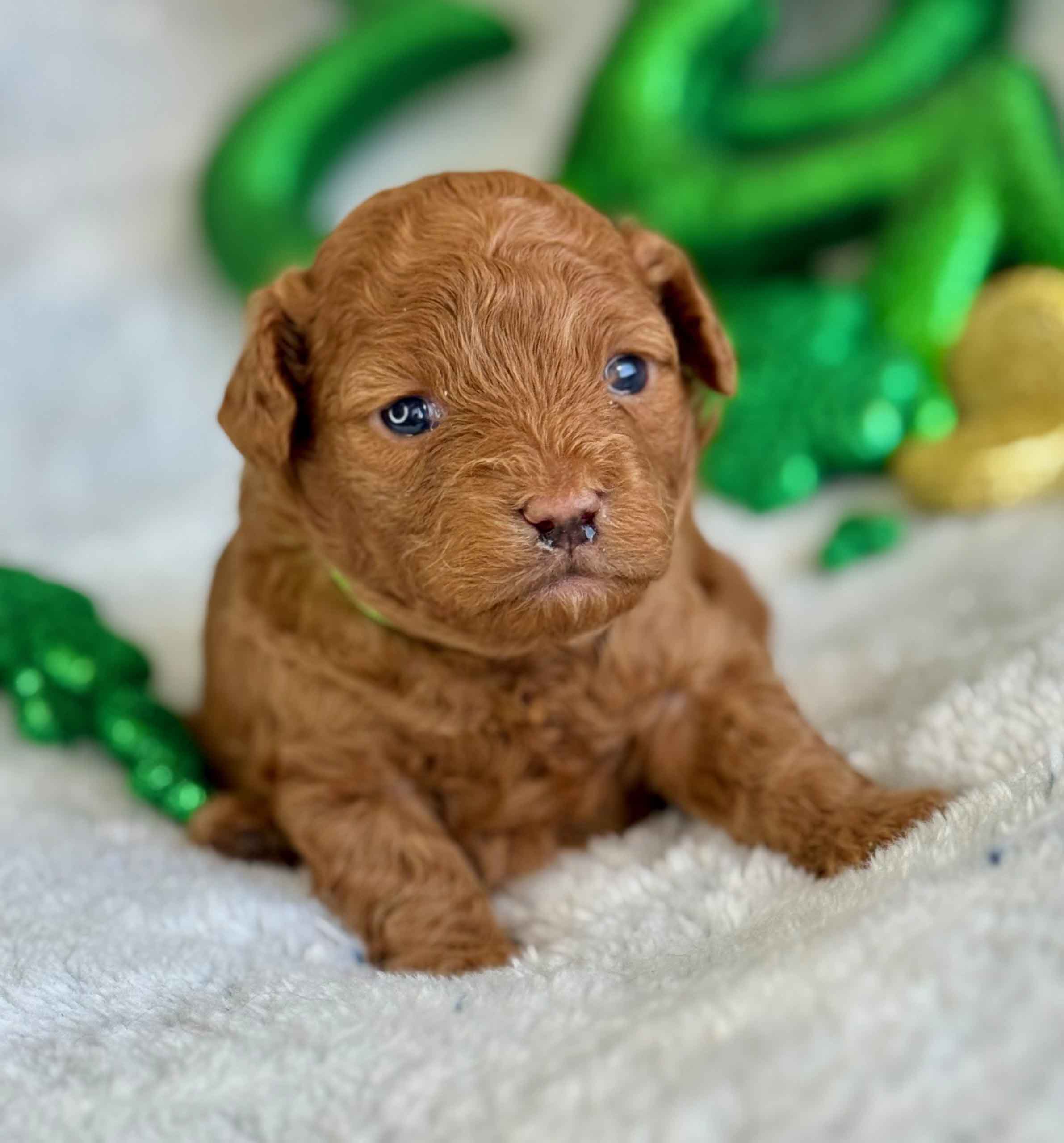 Clover - Micro Labradoodle Boy - Image 3