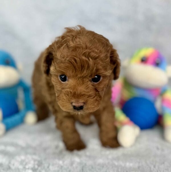 Clover - Micro Labradoodle Boy - Image 22