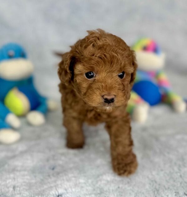 Clover - Micro Labradoodle Boy - Image 21