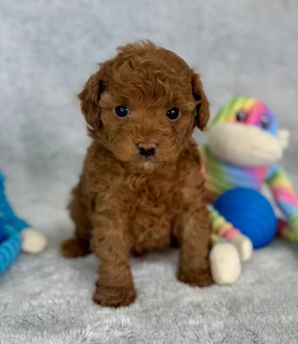 Clover - Micro Labradoodle Boy - Image 20