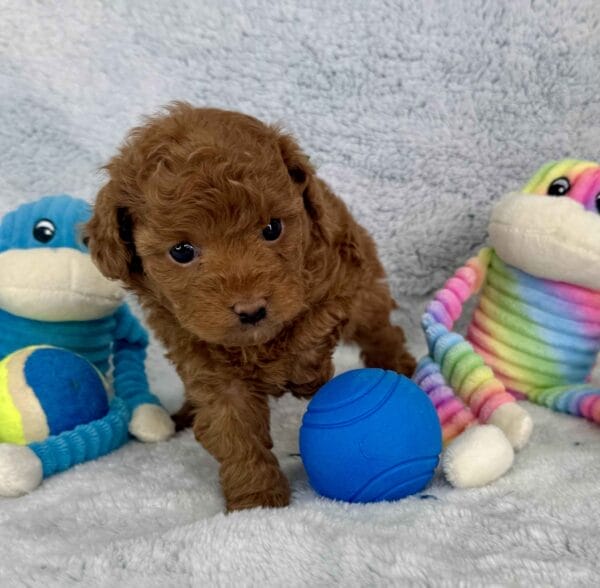 Clover - Micro Labradoodle Boy - Image 19