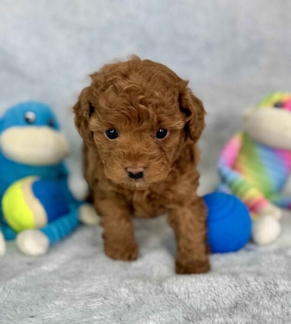 Clover - Micro Labradoodle Boy - Image 18