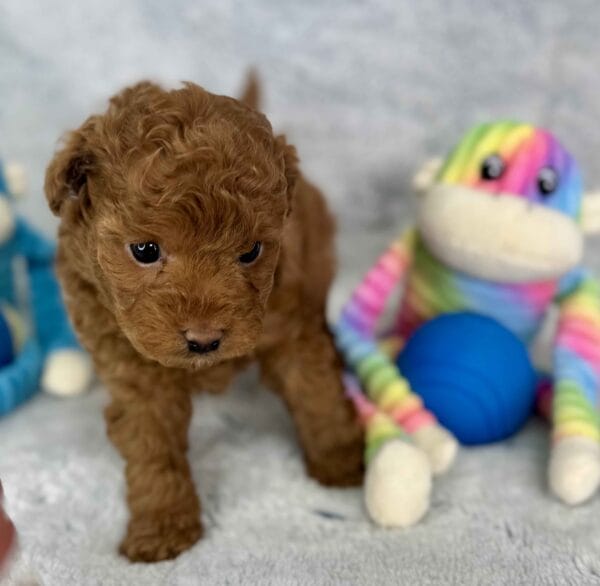 Clover - Micro Labradoodle Boy - Image 17