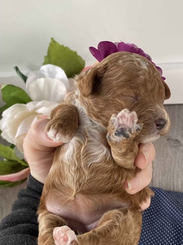 Dimple - Micro Goldendoodle Girl - Image 8