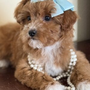 Mae - Micro Goldendoodle Girl