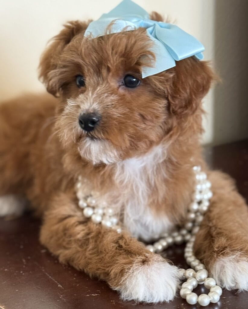 Mae - Micro Goldendoodle Girl
