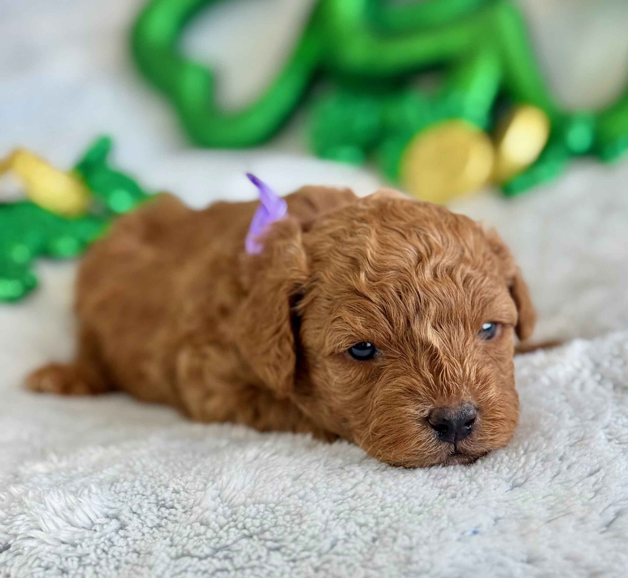 Forrest - Teacup Labradoodle Boy - Image 7