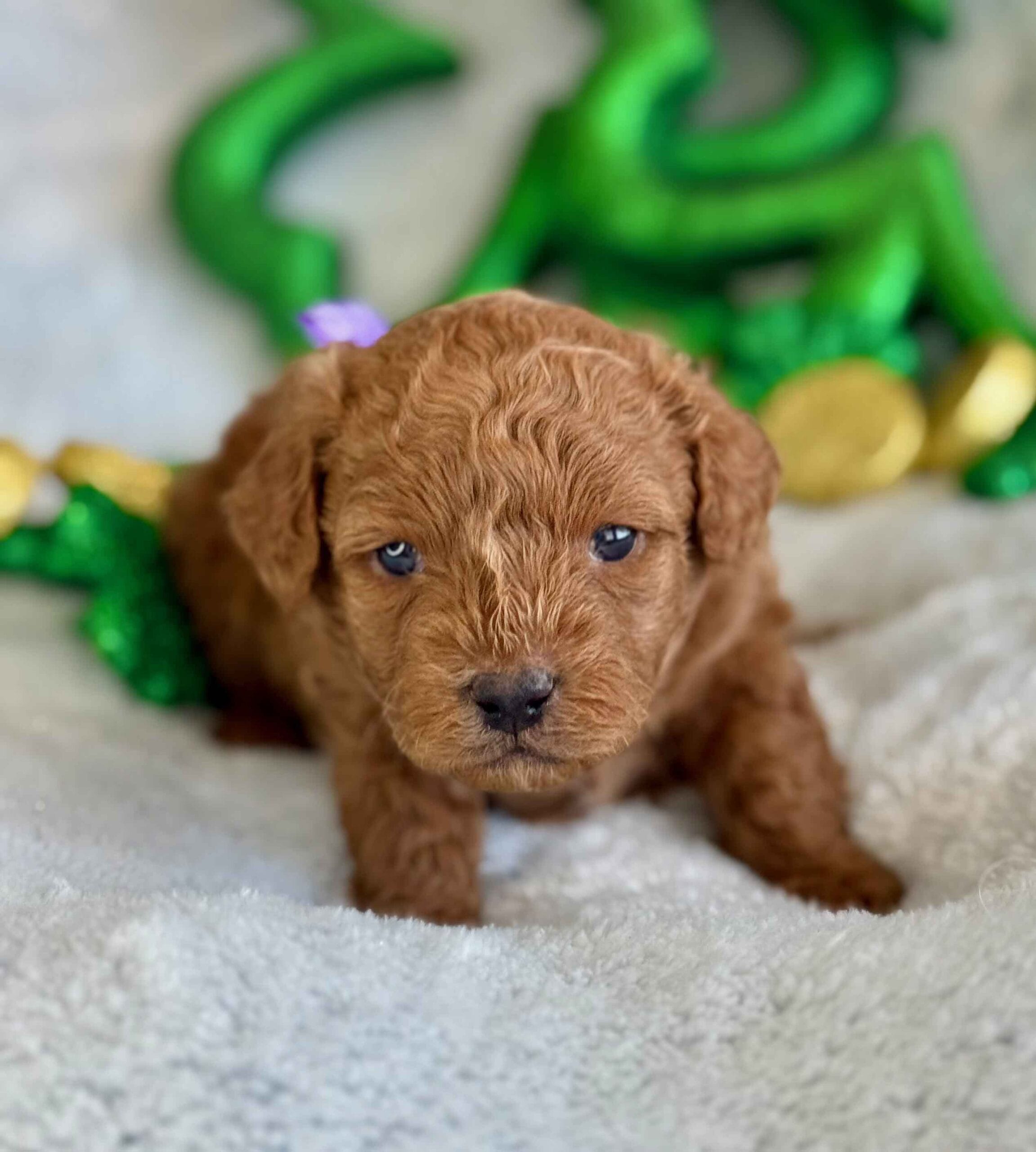 Forrest - Teacup Labradoodle Boy - Image 6