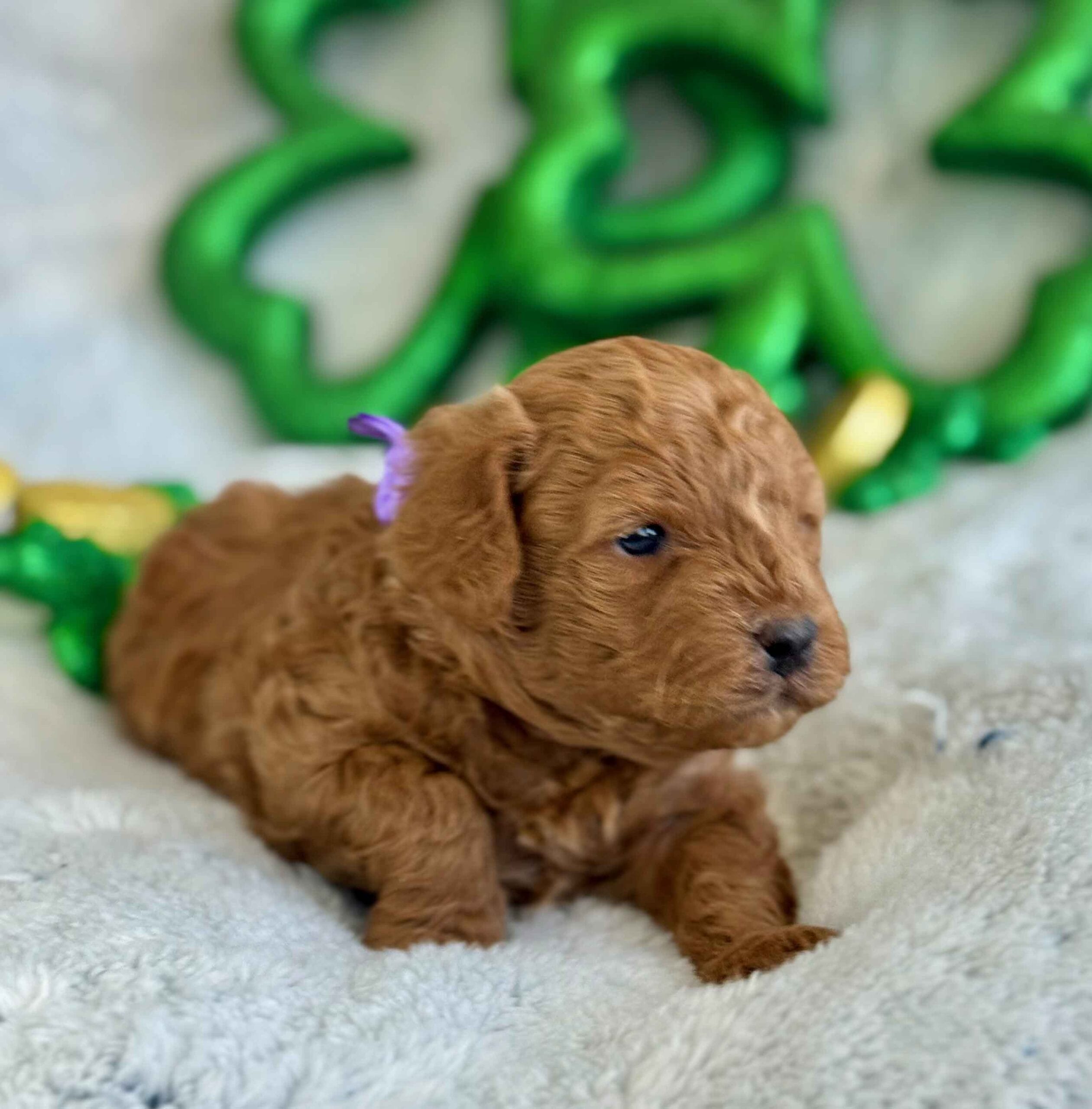 Forrest - Teacup Labradoodle Boy - Image 5