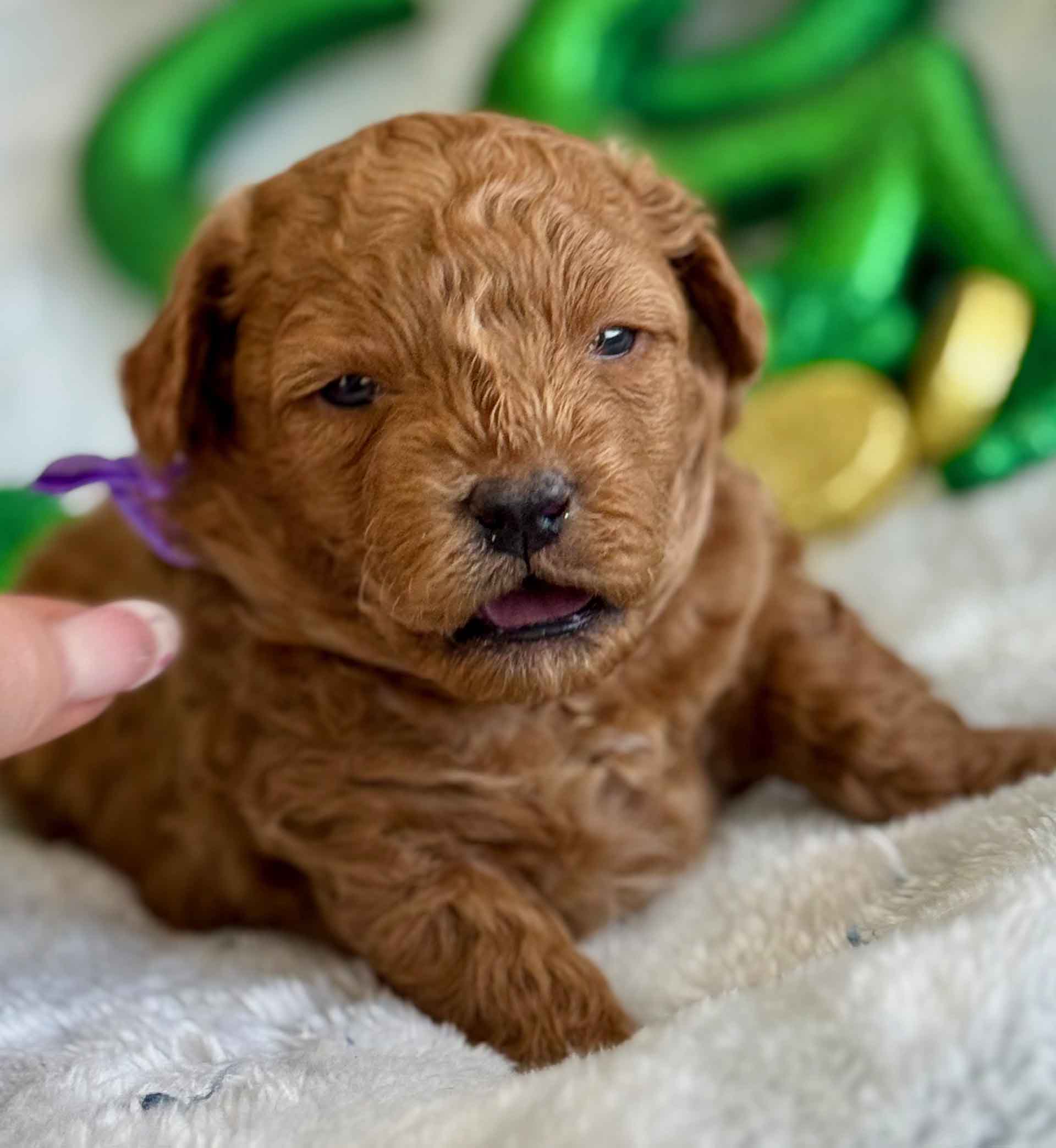Forrest - Teacup Labradoodle Boy - Image 3