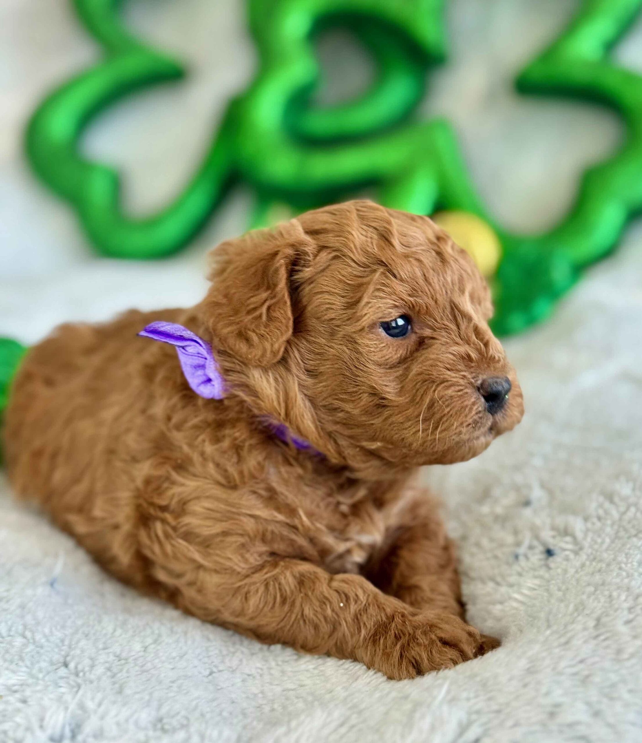 Forrest - Teacup Labradoodle Boy - Image 2