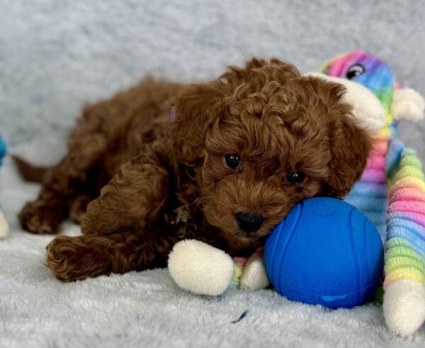 Forrest - Teacup Labradoodle Boy - Image 23