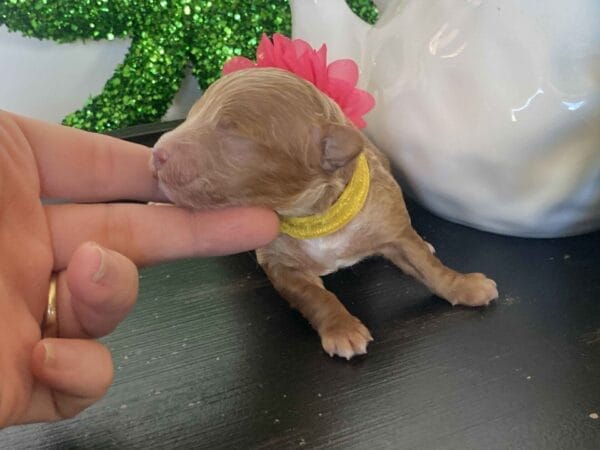 Glimmer - Micro Goldendoodle Girl - Image 5