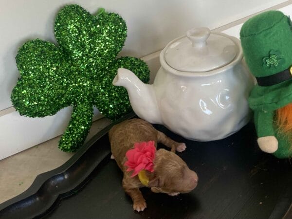 Glimmer - Micro Goldendoodle Girl - Image 4