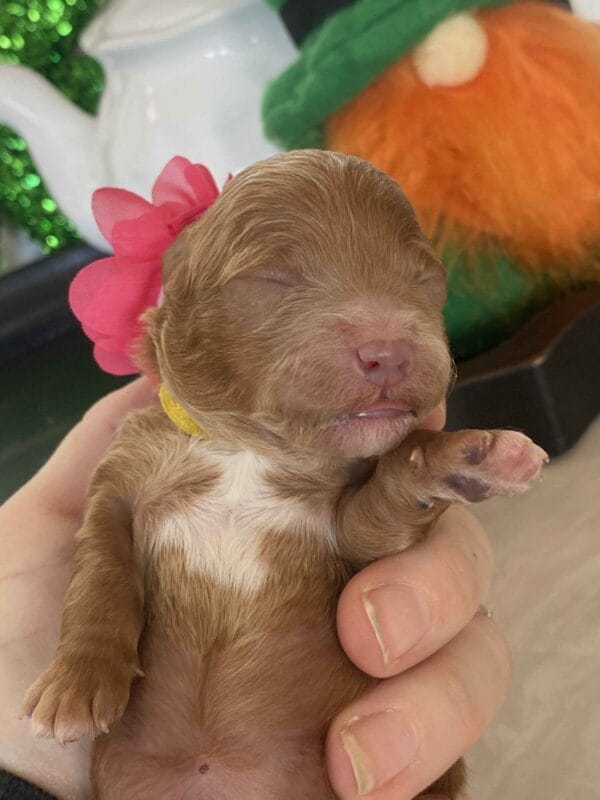 Glimmer - Micro Goldendoodle Girl