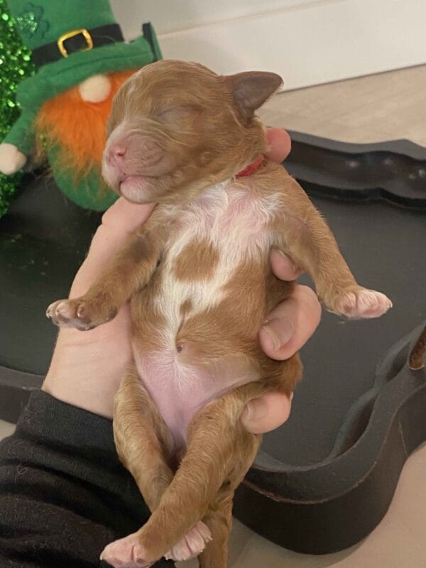 Honey - Micro Labradoodle Girl - Image 3