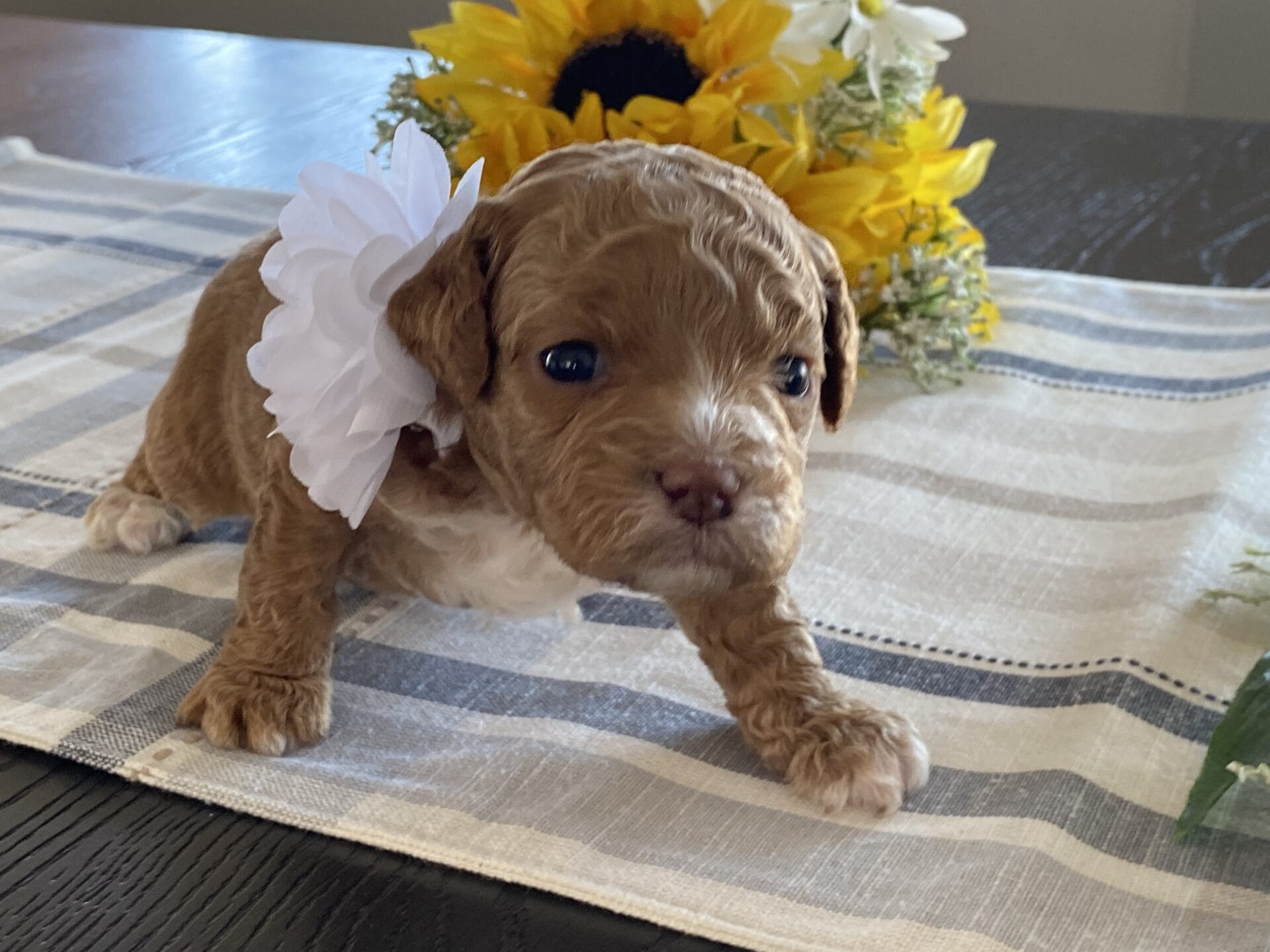 Honey - Micro Labradoodle Girl - Image 9