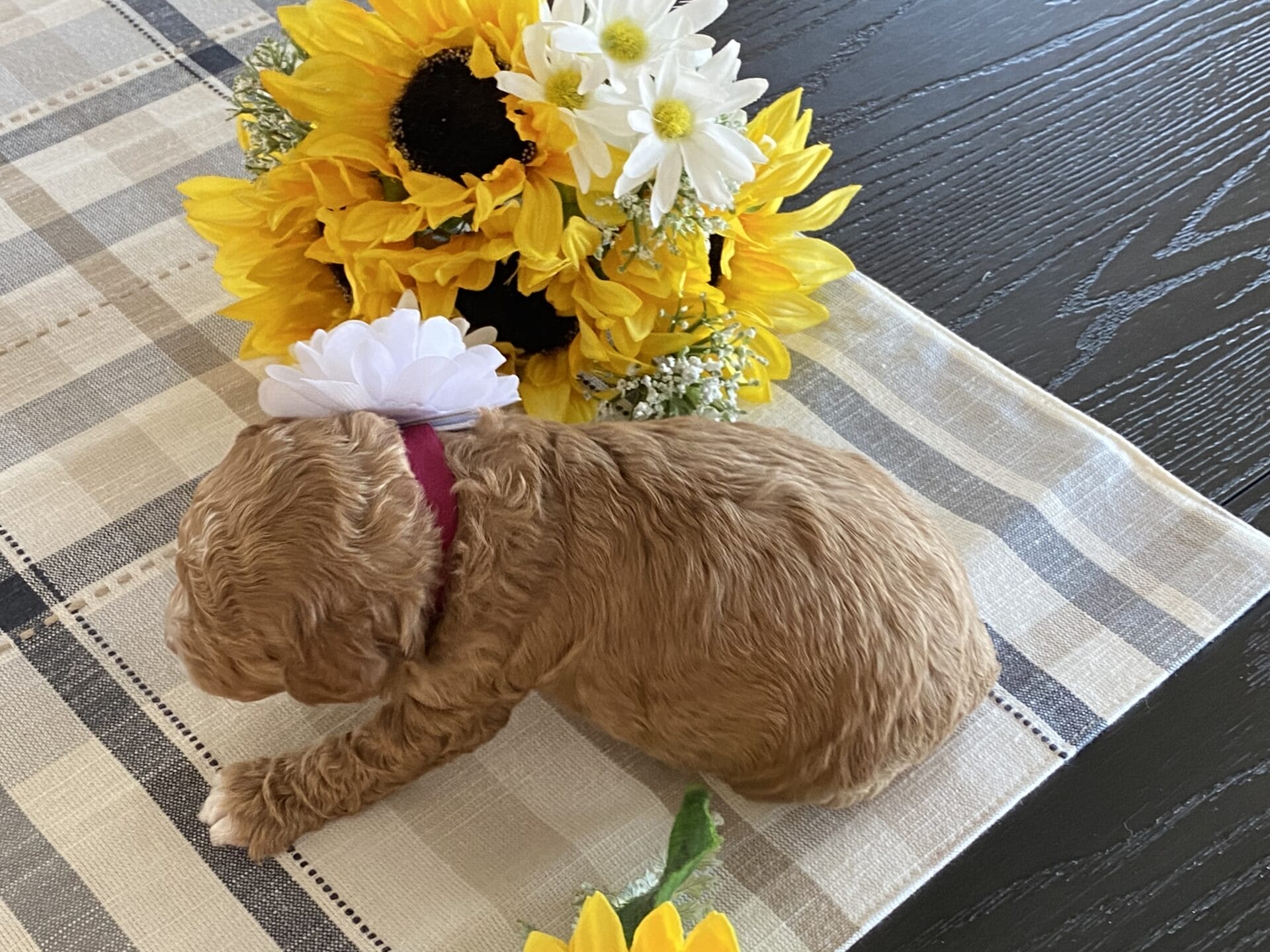 Honey - Micro Labradoodle Girl - Image 8