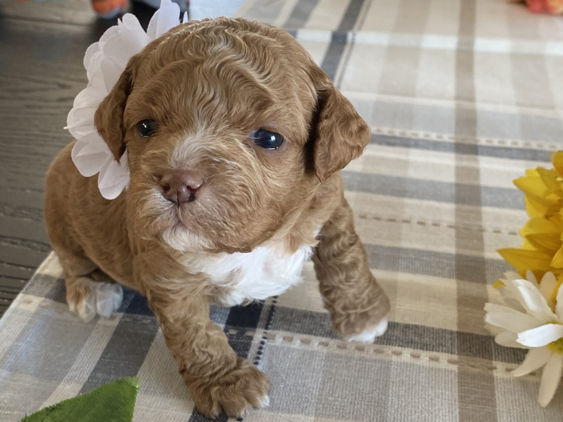 Honey - Micro Labradoodle Girl - Image 10