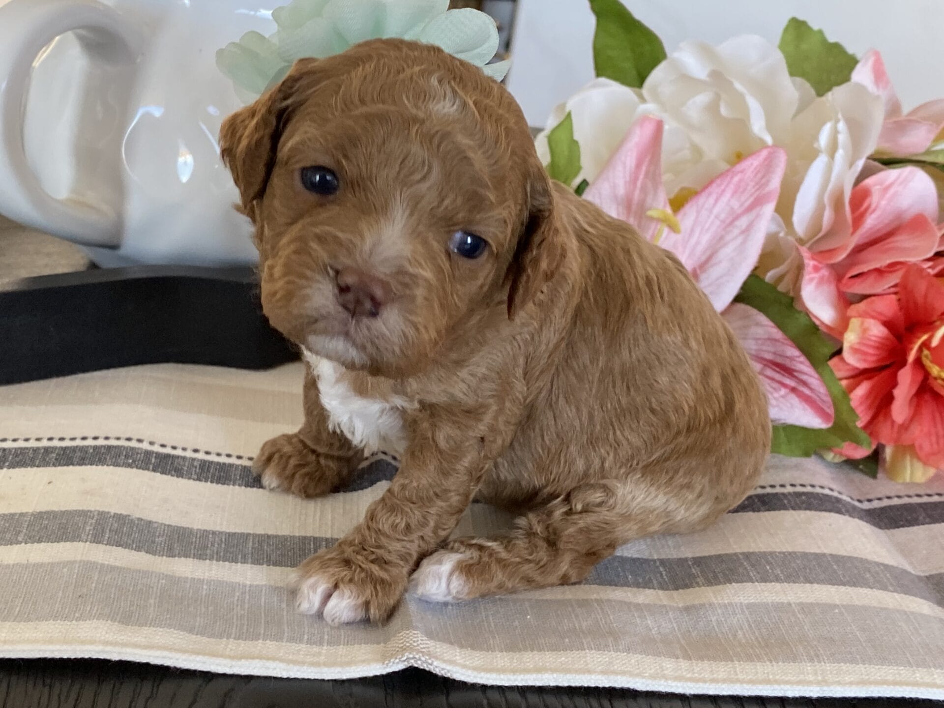 Honey - Micro Labradoodle Girl - Image 7