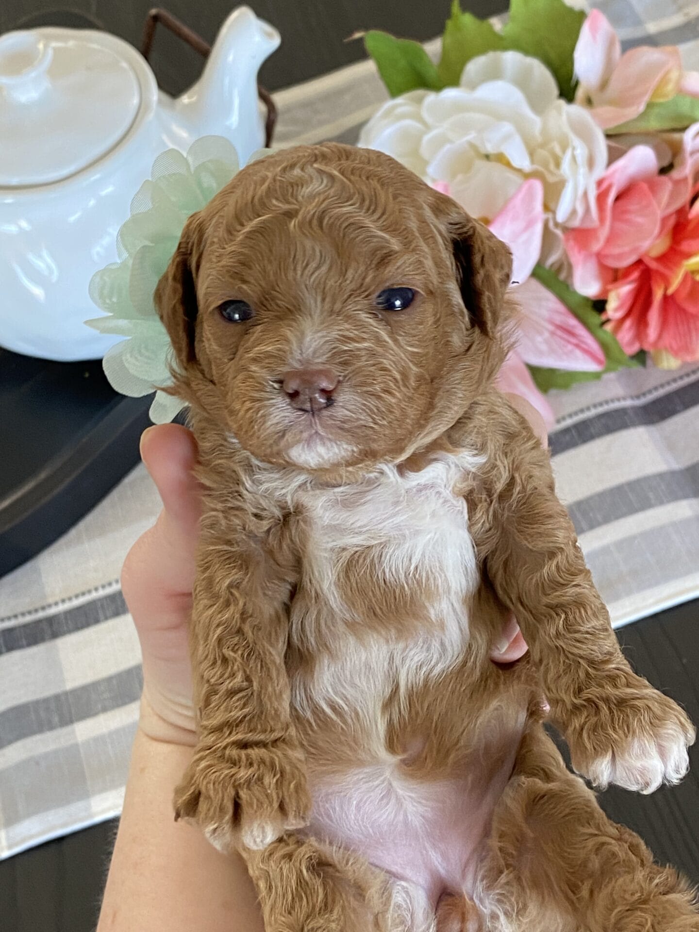 Honey - Micro Labradoodle Girl - Image 11