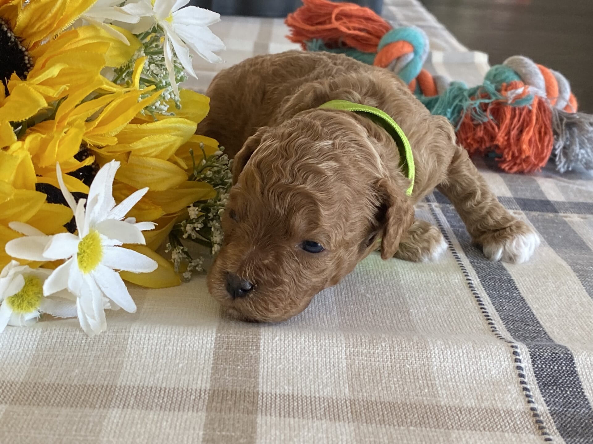 Bean - Micro Labradoodle Boy - Image 7