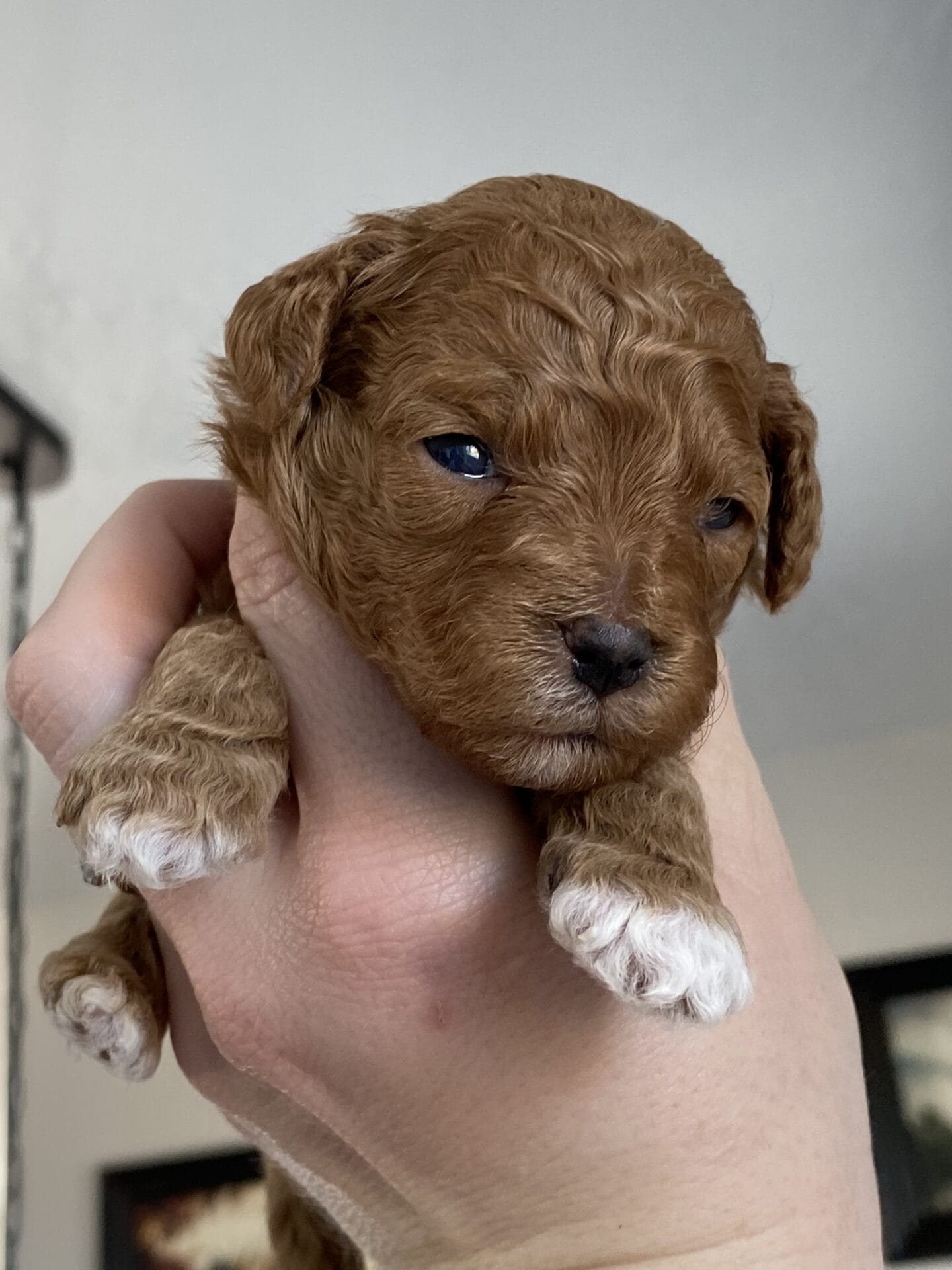 Bean - Micro Labradoodle Boy - Image 11