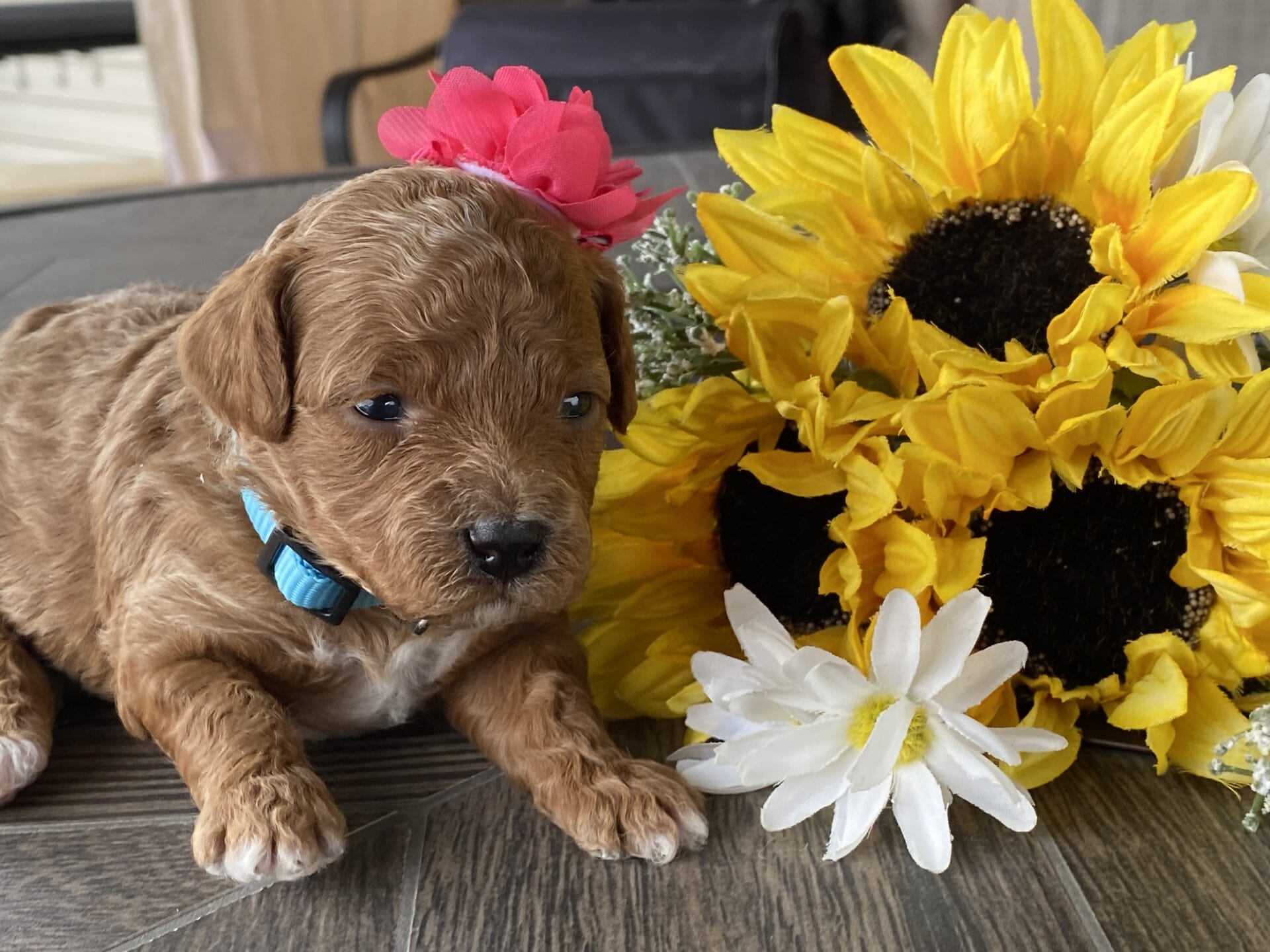 Button - Micro Goldendoodle Girl - Image 14