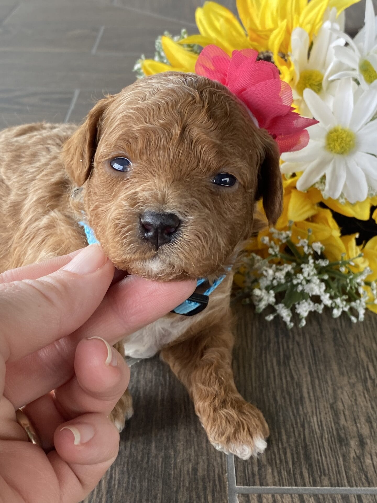 Button - Micro Goldendoodle Girl - Image 16