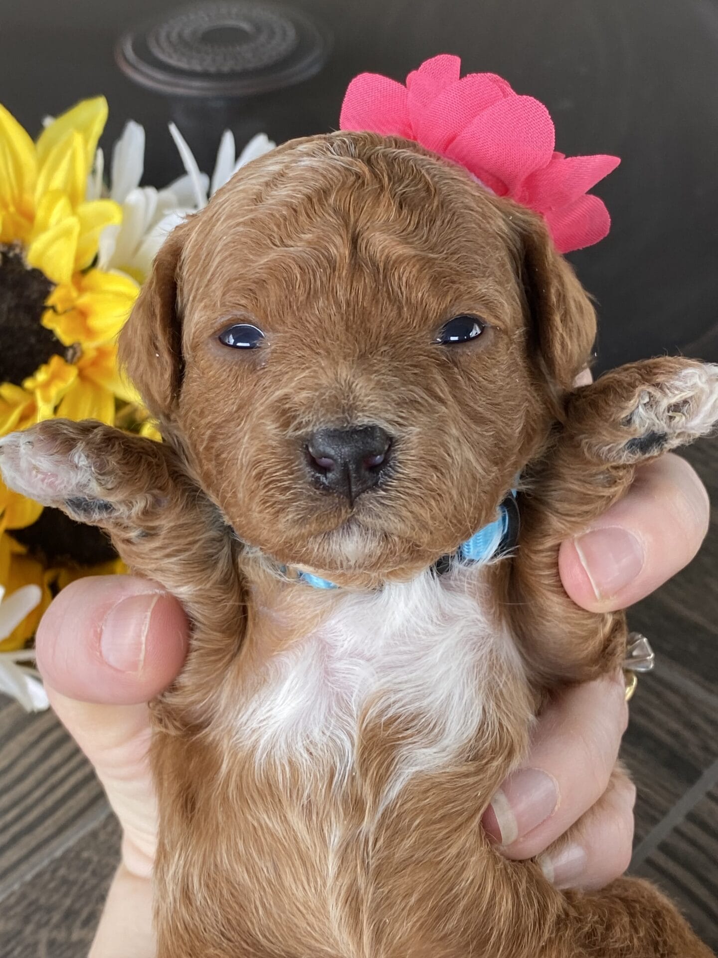 Button - Micro Goldendoodle Girl - Image 17