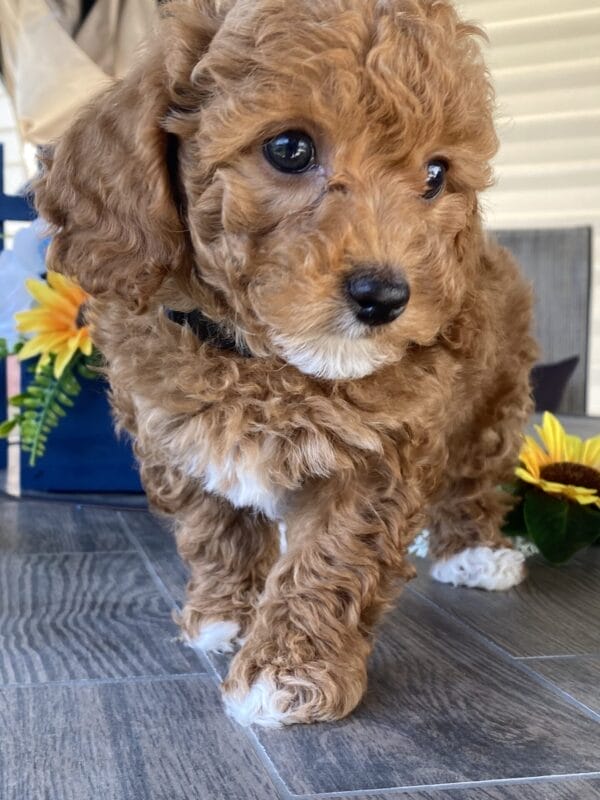 Bobble - Micro Goldendoodle Boy - Image 28