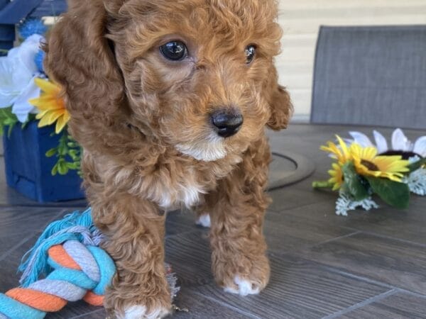 Bobble - Micro Goldendoodle Boy - Image 26