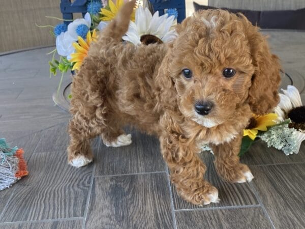 Bobble - Micro Goldendoodle Boy - Image 29
