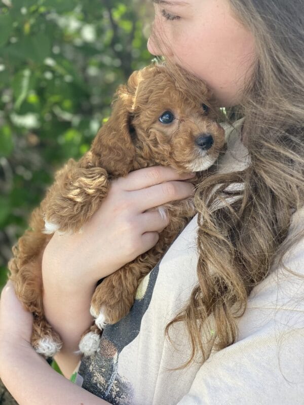 Bobble - Micro Goldendoodle Boy - Image 32