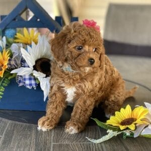 Button - Micro Goldendoodle Girl
