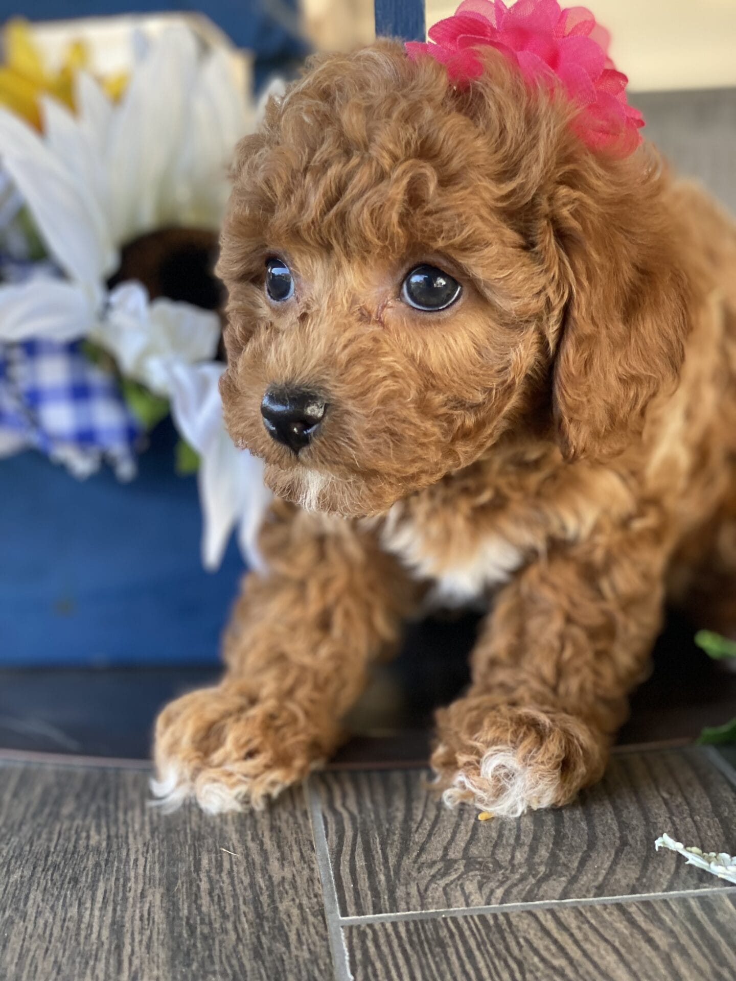 Button - Micro Goldendoodle Girl - Image 27