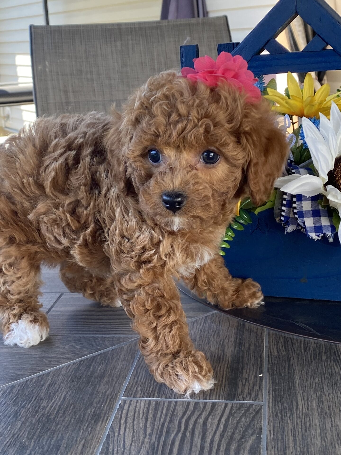 Button - Micro Goldendoodle Girl - Image 24