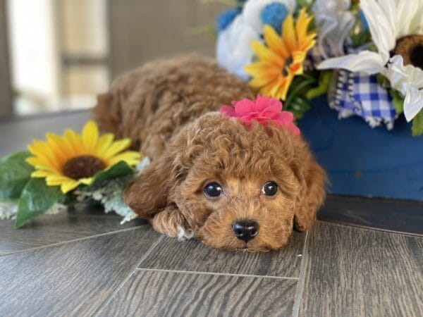 Button - Micro Goldendoodle Girl - Image 28