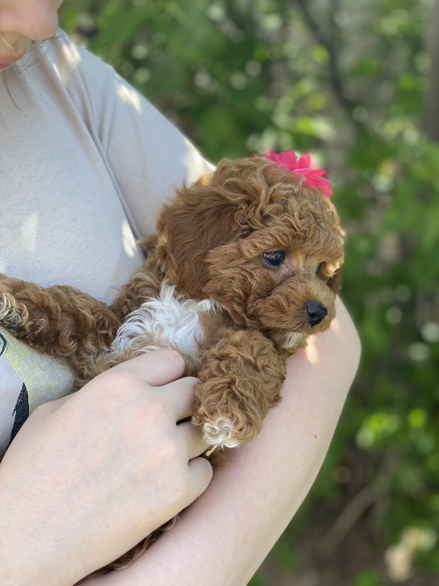 Button - Micro Goldendoodle Girl - Image 23