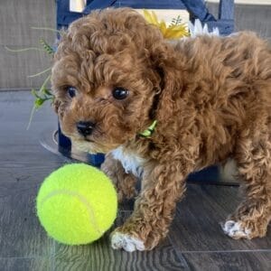 Bean - Micro Labradoodle Boy