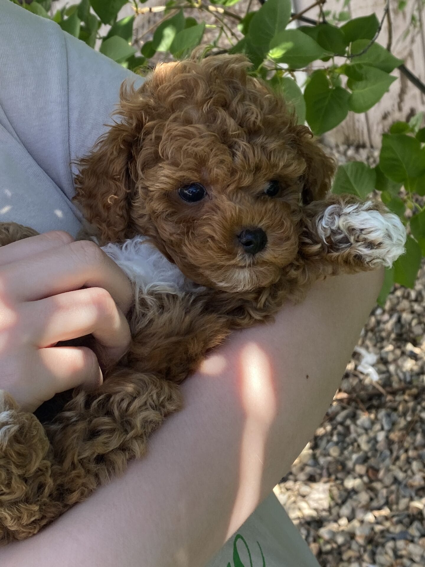 Bean - Micro Labradoodle Boy - Image 34
